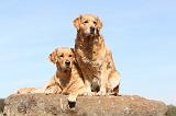 GOLDEN RETRIEVER 110